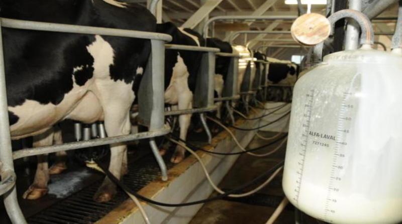 Photo of Leite: consumo despenca, preço cai e produtor já está no prejuízo
