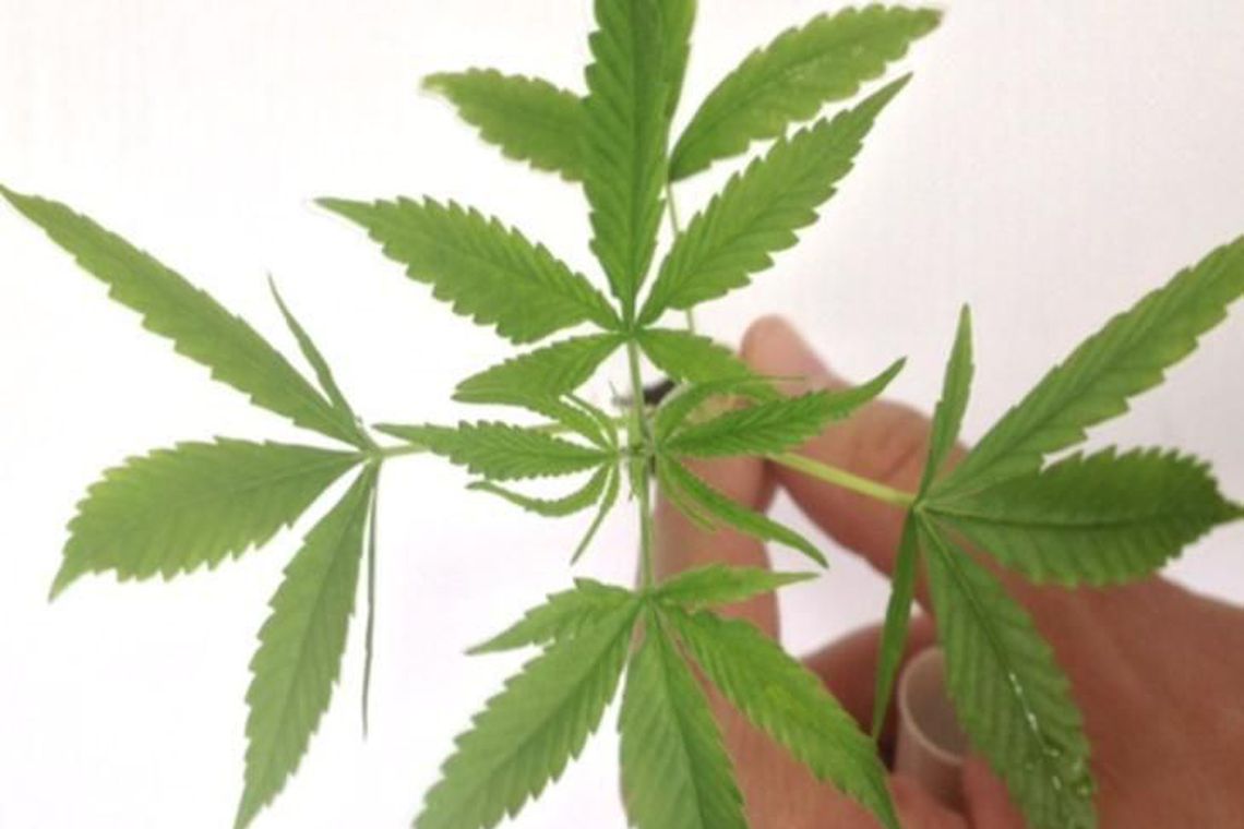 Photo of Anvisa autoriza fabricação e venda de medicamentos à base de Cannabis