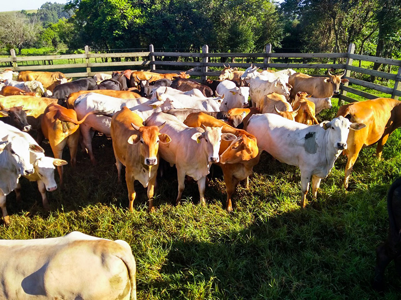 Photo of Assistência técnica e gerencial aumenta produtividade e renda em SC