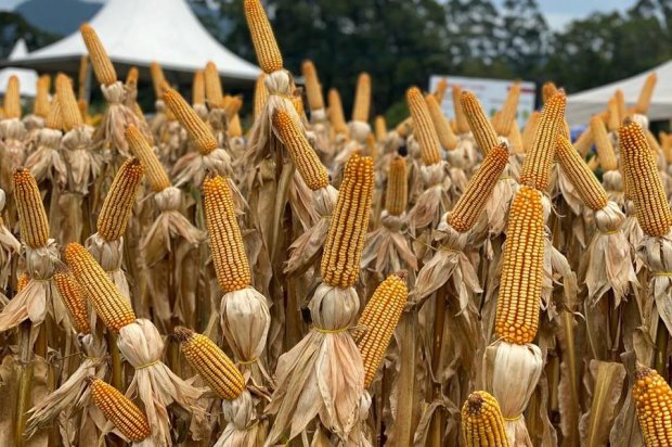 Photo of Governo do Estado e setor produtivo unem esforços para incentivar acesso ao crédito rural