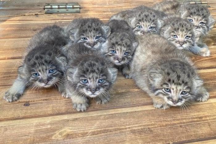 Photo of Fêmeas de espécie rara de felinos dão à luz 16 filhotes em zoo na Sibéria