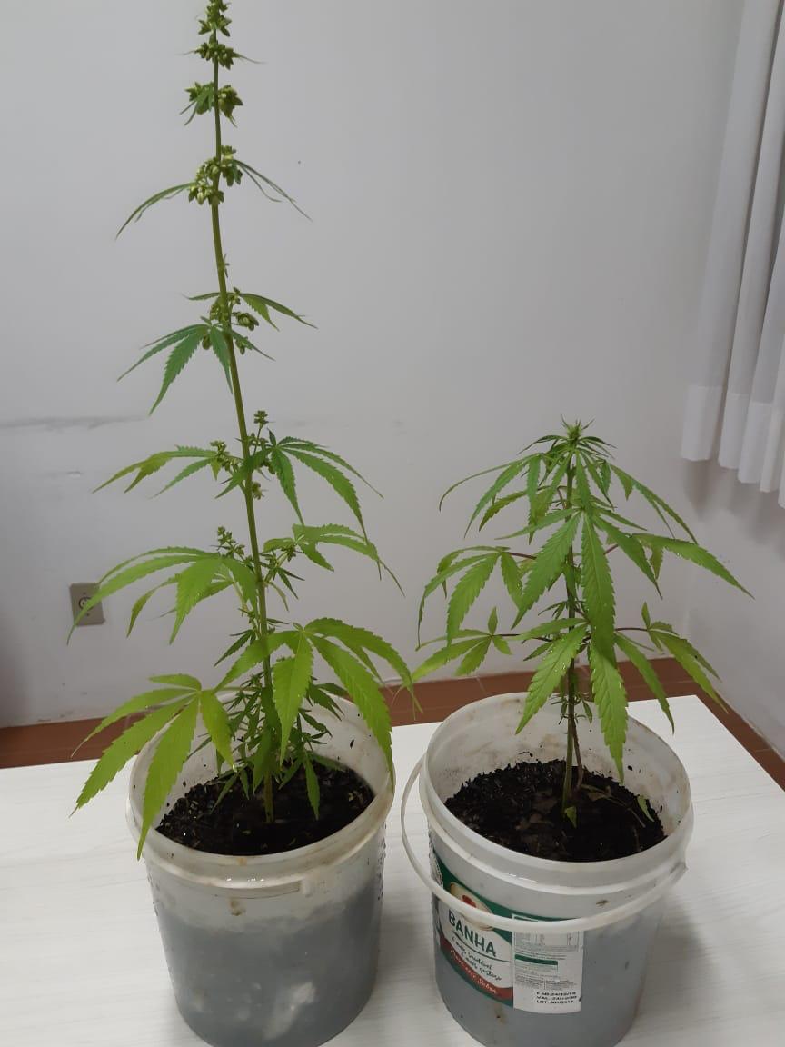 Photo of Polícia Civil localiza pequena plantação de maconha em residência