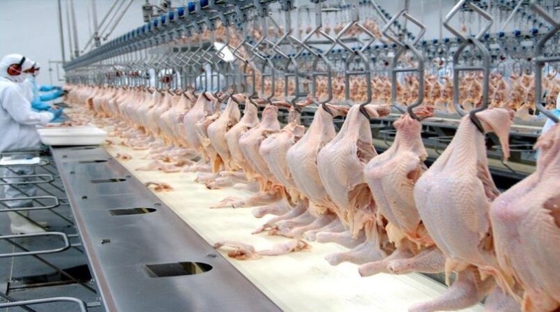 Photo of Santa Catarina retoma crescimento nas exportações de carne de frango