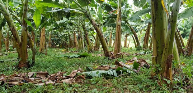 Photo of Governo do Estado irá investir R$ 2 milhões para apoio da bananicultura