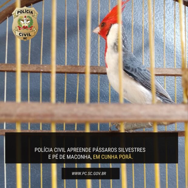 Photo of Polícia Civil apreende pé de maconha e pássaros silvestres em Cunha Porã