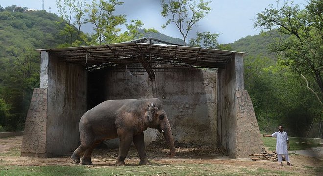 Photo of Elefante ‘mais solitário do mundo’ será libertado após 35 anos de maus tratos