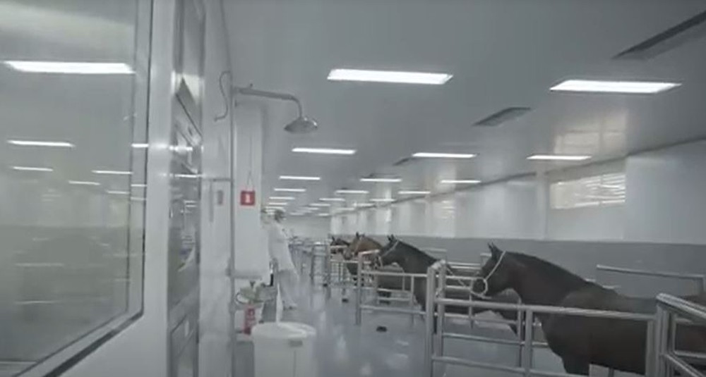 Photo of SORO ANTI- COVID: Entenda como anticorpos de cavalos podem ajudar a amenizar sintomas