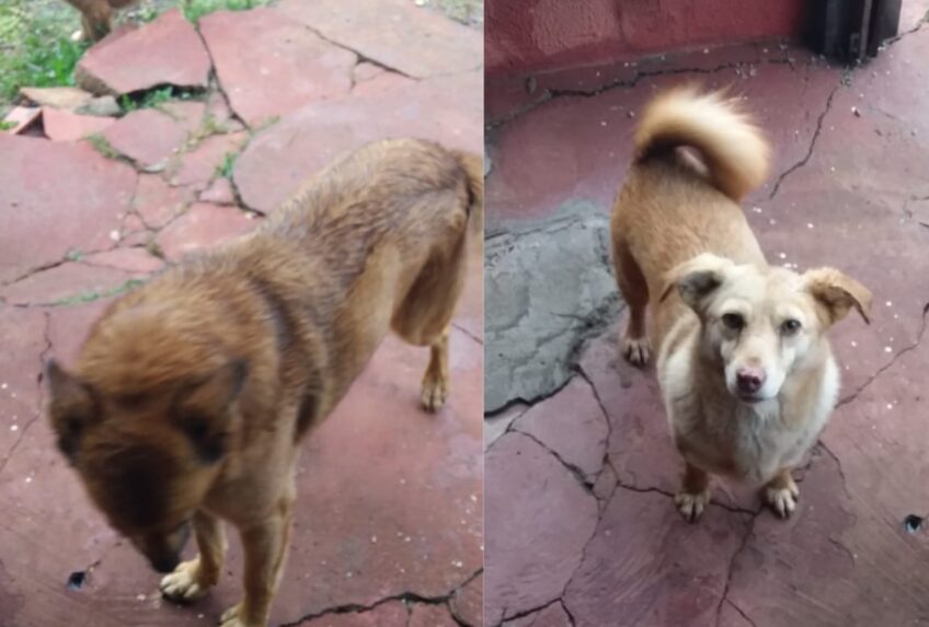 Photo of Cachorros esperam há 2 meses pelo dono que morreu em Xanxerê