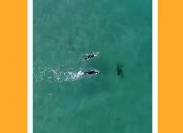 Photo of Drone registra banhistas nadando com tubarões sem saber