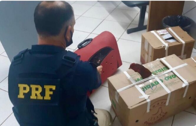 Photo of Pela segunda vez no ano, prefeito é preso transportando galos de rinha