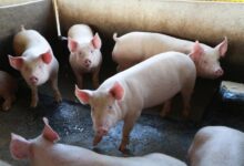 Photo of Exportação de carne de Santa Catarina supera receita de US$ 1,6 bilhão