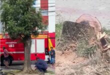 Photo of Árvore pega fogo ‘sozinha’ e mistério intriga moradores em SC