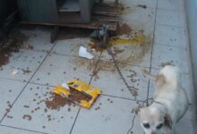 Photo of Homem é preso após Napa flagrar maus tratos de animais