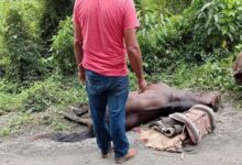 Photo of Choque entre cavalos deixa uma menina ferida em estado grave, no Alto Vale