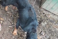 Photo of Mais uma prisão por maus tratos de animais em Chapecó
