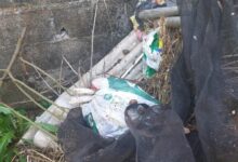 Photo of Com 51 casos de dengue em Chapecó, Vigilância pede apoio da população