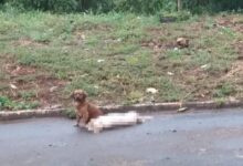 Photo of VIRALIZOU: Cão não abandona ‘amigo’ atropelado em Xanxerê