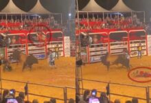 Photo of Touro enfurecido arremessa salva-vidas de rodeio em Santa Catarina