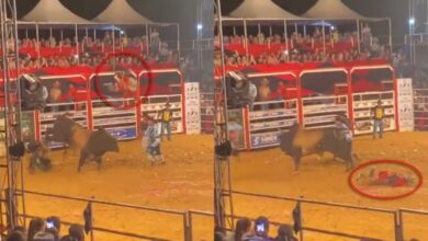 Photo of Touro enfurecido arremessa salva-vidas de rodeio em Santa Catarina