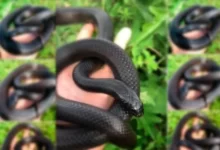 Photo of Traficantes de animais oferecem serviço delivery de serpentes