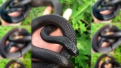 Photo of Traficantes de animais oferecem serviço delivery de serpentes