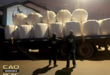 Photo of Polícia Civil de Xanxerê com apoio do Caoagro recupera carga de feno