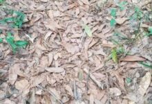 Photo of Muita gente nas redes sociais não achou uma cobra camuflada nesta imagem. Você é capaz?