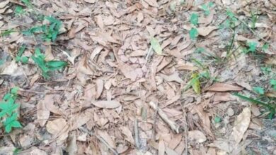 Photo of Muita gente nas redes sociais não achou uma cobra camuflada nesta imagem. Você é capaz?