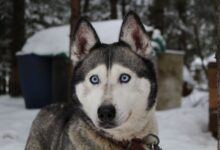 Photo of Mantida pena a homem que furtou husky siberiano para presentear namorada