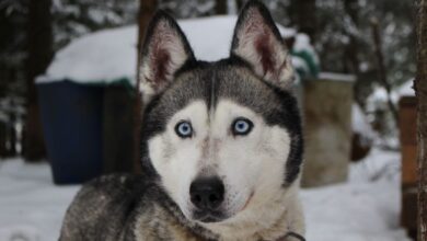 Photo of Mantida pena a homem que furtou husky siberiano para presentear namorada
