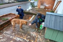 Photo of NAPA realiza operação contra o frio para proteção dos animais