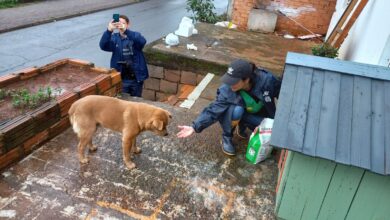 Photo of NAPA realiza operação contra o frio para proteção dos animais