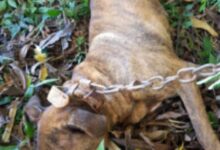 Photo of Homem é preso em Maravilha por matar cão a marretadas por recompensa de 10 reais