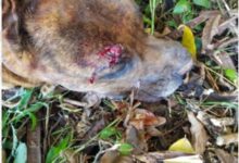 Photo of Três são indiciados por morte de cachorro em Maravilha