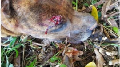Photo of Três são indiciados por morte de cachorro em Maravilha