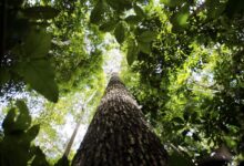 Photo of Livro traz aplicação de 150 espécies nativas da flora brasileira