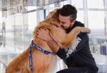 Photo of Velório de Jesse Koz, que morreu em acidente de carro com cão, será aberto