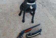 Photo of OPERAÇÃO “ATENA”: Polícia Civil e GM de Chapecó apreendem armas e munições