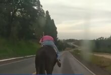 Photo of VÍDEO: Polícia Rodoviária escolta cavaleiro bêbado no PR