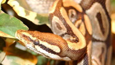 Photo of É falso que uma cobra gigante tenha sido flagrada no Pantanal