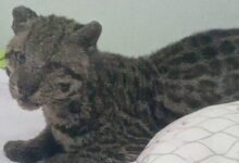 Photo of Morador deixa janela aberta, e jaguatirica se instala em cama de criança