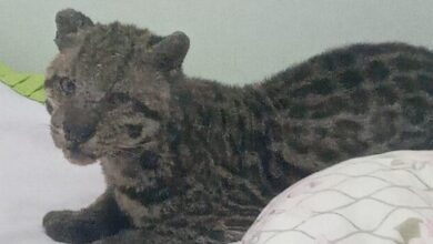 Photo of Morador deixa janela aberta, e jaguatirica se instala em cama de criança