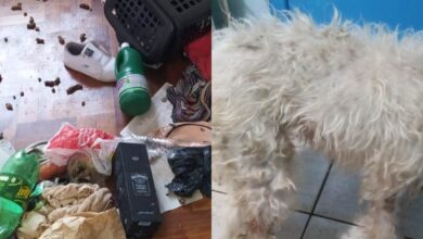 Photo of Napa e PM resgatam cão em situação de maus-tratos
