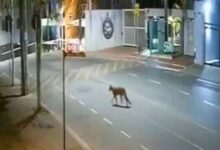 Photo of Onça-parda assusta moradores de condomínio