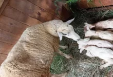 Photo of Em caso raro, ovelha dá cria a quatro filhotes em propriedade