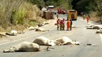 Photo of Carreta atropela boiada, mata 21 animais e capota em rodovia