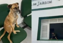 Photo of Cadela vira ‘policial civil canina’ após ser adotada em delegacia