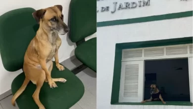 Photo of Cadela vira ‘policial civil canina’ após ser adotada em delegacia