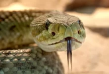 Photo of Criança de dois anos é atacada por cobra e mata animal com mordida