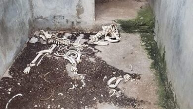 Photo of Polícia encontra canil clandestino com diversos animais mortos